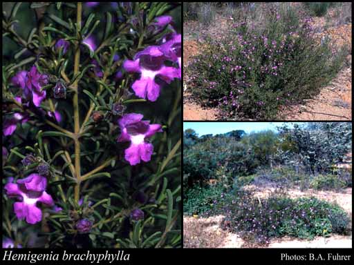 Photograph of Hemigenia brachyphylla F.Muell.