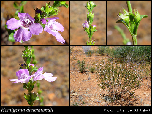 Photograph of Hemigenia drummondii Benth.