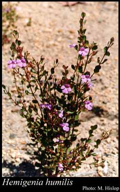 Photograph of Hemigenia humilis Benth.