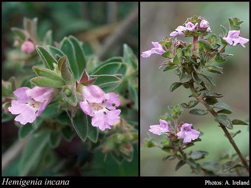 Photograph of Hemigenia incana (Lindl.) Benth.