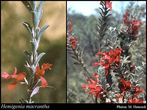 Photograph of Hemigenia macrantha F.Muell.