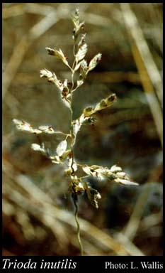 Photograph of Triodia inutilis N.T.Burb.