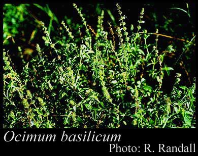 Photograph of Ocimum basilicum L.