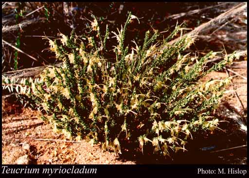 Photograph of Teucrium myriocladum Diels
