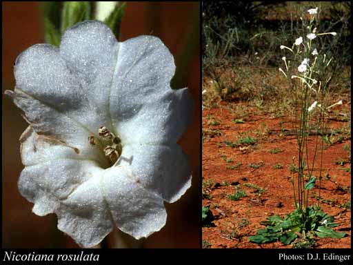Photograph of Nicotiana rosulata (S.Moore) Domin Image