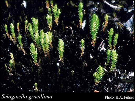 Photograph of Selaginella gracillima (Kunze) Salomon