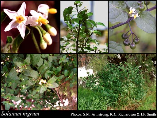 Photograph of Solanum nigrum L.