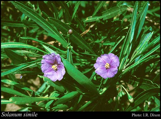 Photograph of Solanum simile F.Muell.