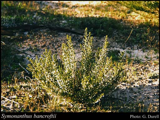 Photograph of Symonanthus bancroftii (F.Muell.) Haegi