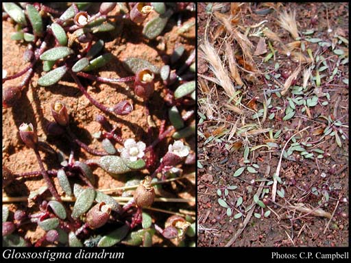 Photograph of Glossostigma diandrum (L.) Kuntze