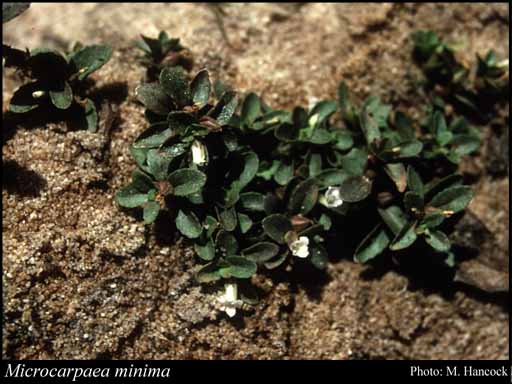 Photograph of Microcarpaea minima (Retz.) Merr.