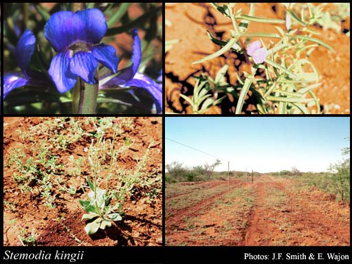 Photograph of Stemodia kingii F.Muell.