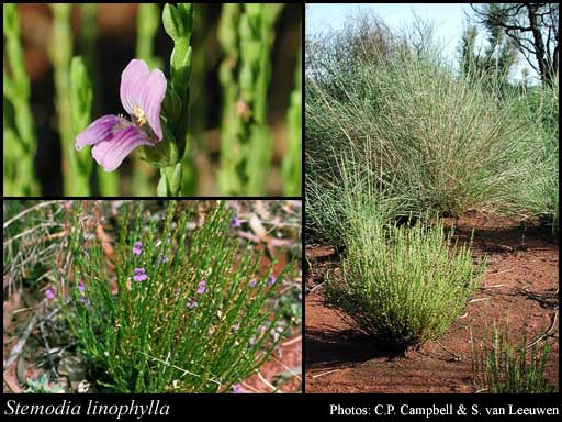 Photograph of Stemodia linophylla F.Muell.