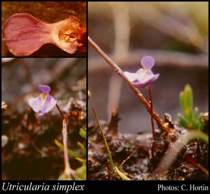 Photograph of Utricularia simplex R.Br.