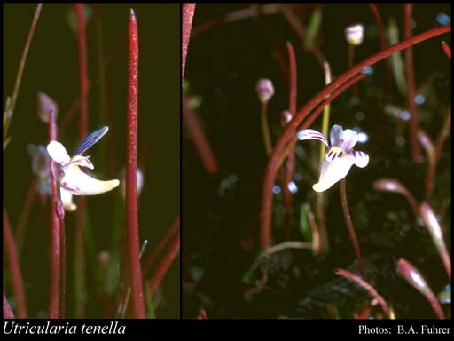 Photograph of Utricularia tenella R.Br.
