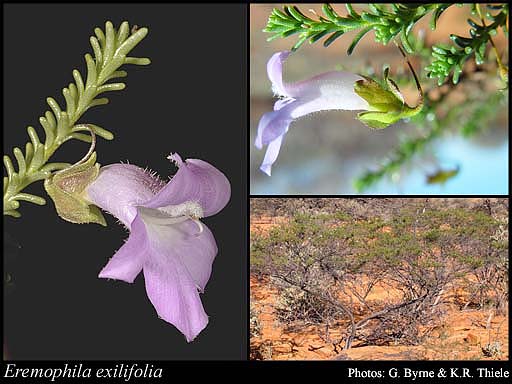 Photograph of Eremophila exilifolia F.Muell.