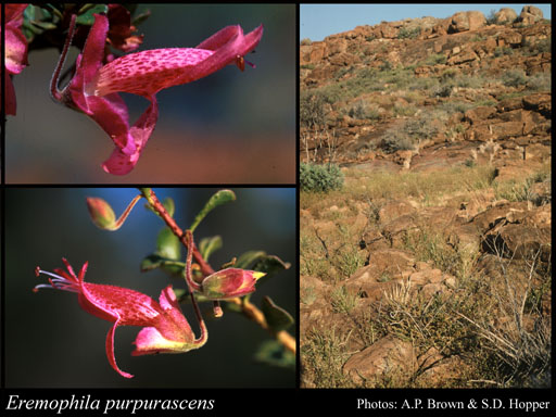 Photograph of Eremophila purpurascens Chinnock Image
