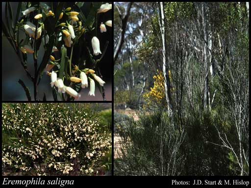 Photograph of Eremophila saligna (S.Moore) C.A.Gardner