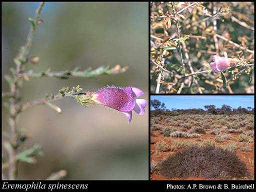 Photograph of Eremophila spinescens Chinnock