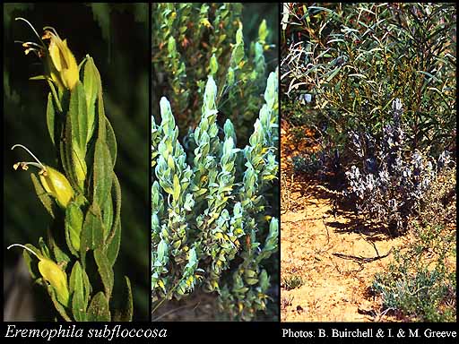 Photograph of Eremophila subfloccosa Benth.