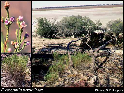 Photograph of Eremophila verticillata Chinnock