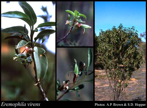 Photograph of Eremophila virens C.A.Gardner