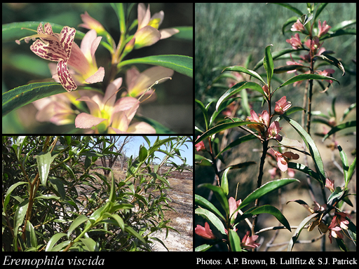 Photograph of Eremophila viscida Endl.