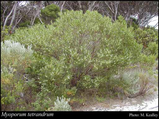 Photograph of Myoporum tetrandrum (Labill.) Domin