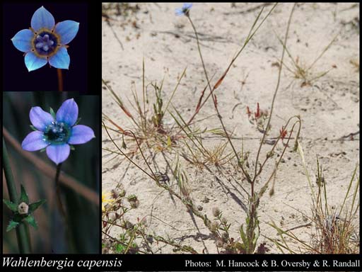Photograph of Wahlenbergia capensis (L.) A.DC.