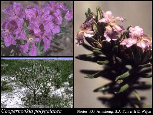 Photograph of Coopernookia polygalacea (de Vriese) Carolin