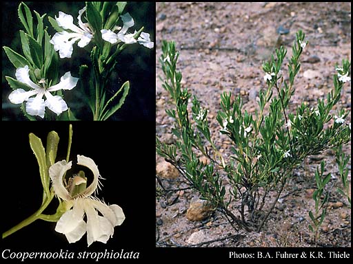 Photograph of Coopernookia strophiolata (F.Muell.) Carolin