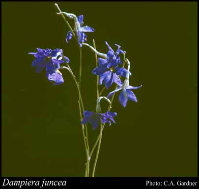 Photograph of Dampiera juncea Benth.