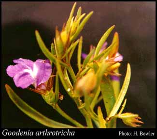 Photograph of Goodenia arthrotricha Benth. Image