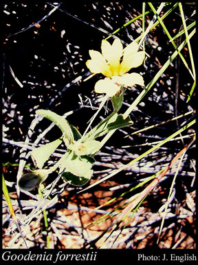 Photograph of Goodenia forrestii F.Muell.