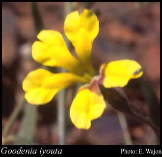 Photograph of Goodenia iyouta Carolin