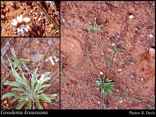 Photograph of Goodenia krauseana Carolin