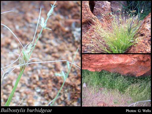 Photograph of Bulbostylis burbidgeae K.L.Wilson