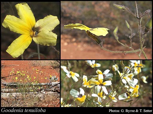 Photograph of Goodenia tenuiloba F.Muell. Image