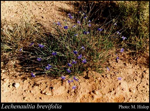 Photograph of Lechenaultia brevifolia D.A.Morrison