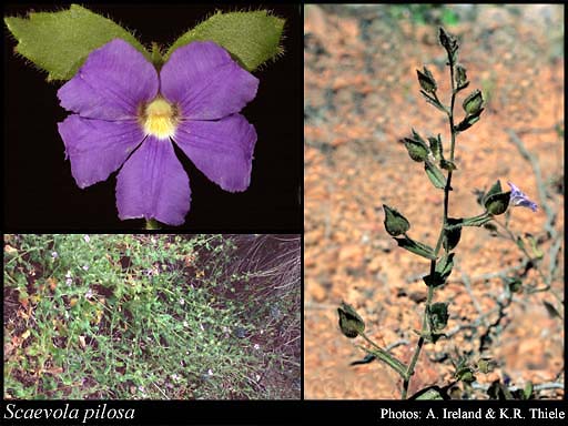 Photograph of Scaevola pilosa Benth.