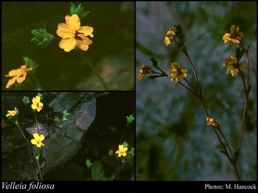 Photograph of Velleia foliosa (Benth.) K.Krause