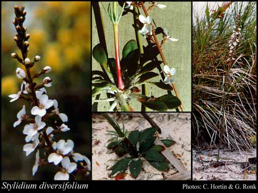 Photograph of Stylidium diversifolium R.Br.