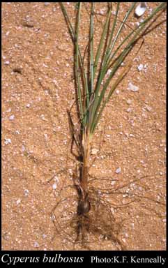 Photograph of Cyperus bulbosus Vahl