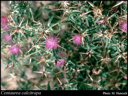 Photograph of Centaurea calcitrapa L.