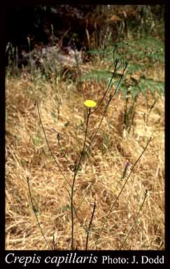 Photograph of Crepis capillaris (L.) Wallr.