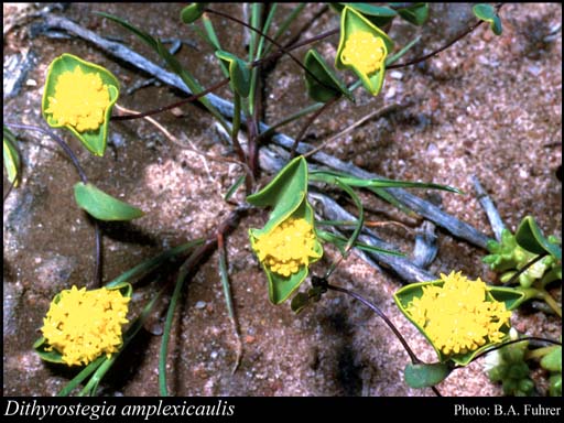 Photograph of Dithyrostegia amplexicaulis A.Gray