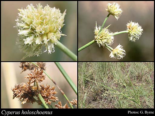 Photograph of Cyperus holoschoenus R.Br.