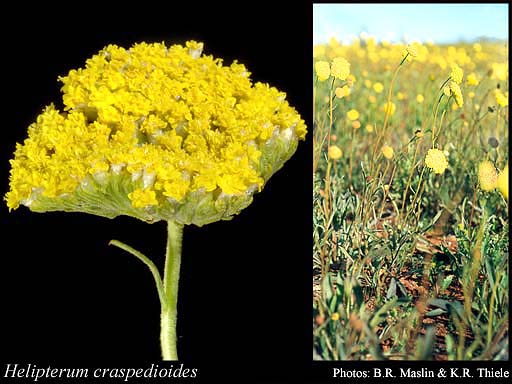 Photograph of Helipterum craspedioides W.Fitzg.