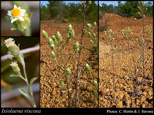 Photograph of Ixiolaena viscosa Benth.