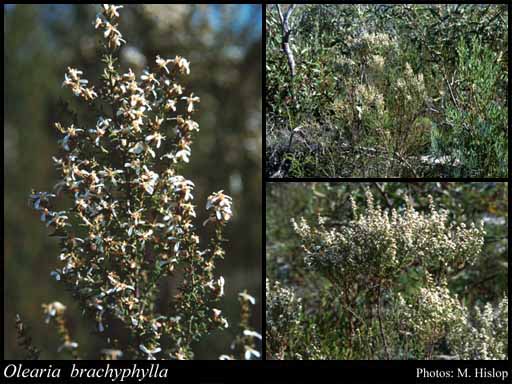 Photograph of Olearia brachyphylla (Sond.) N.A.Wakef.